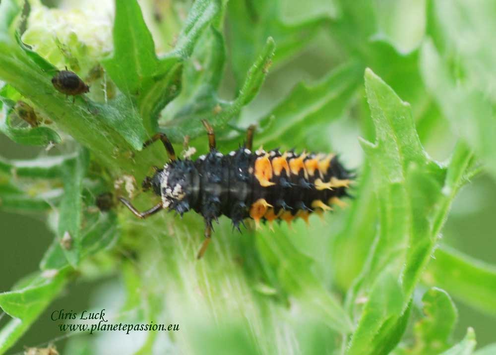 Ladybirds in France including the Harlequin ladybird